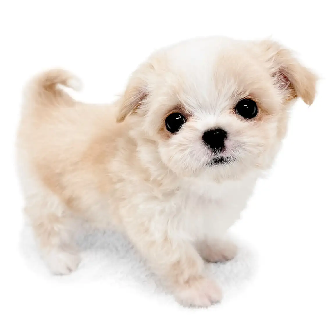 MIX（マルチーズ×チワワ）