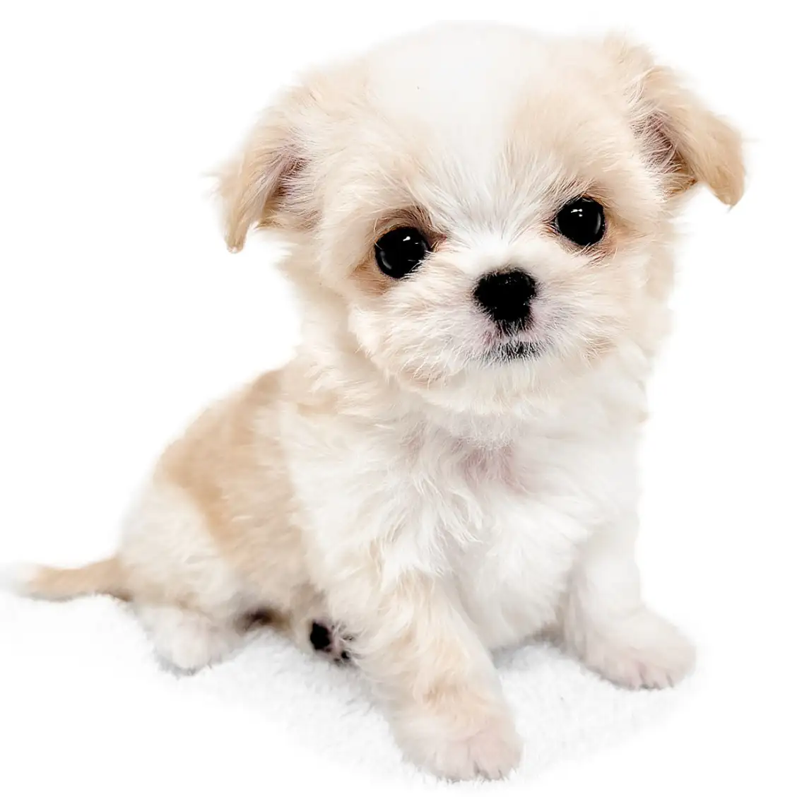 MIX（マルチーズ×チワワ）