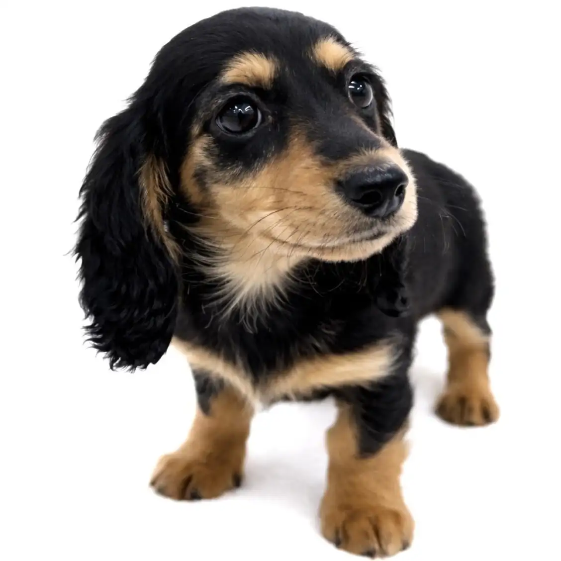 ミニチュア・ダックスフント