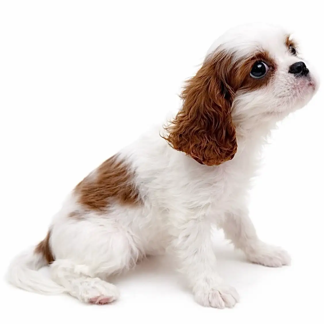 キャバリア・キングチャールズ・スパニエル