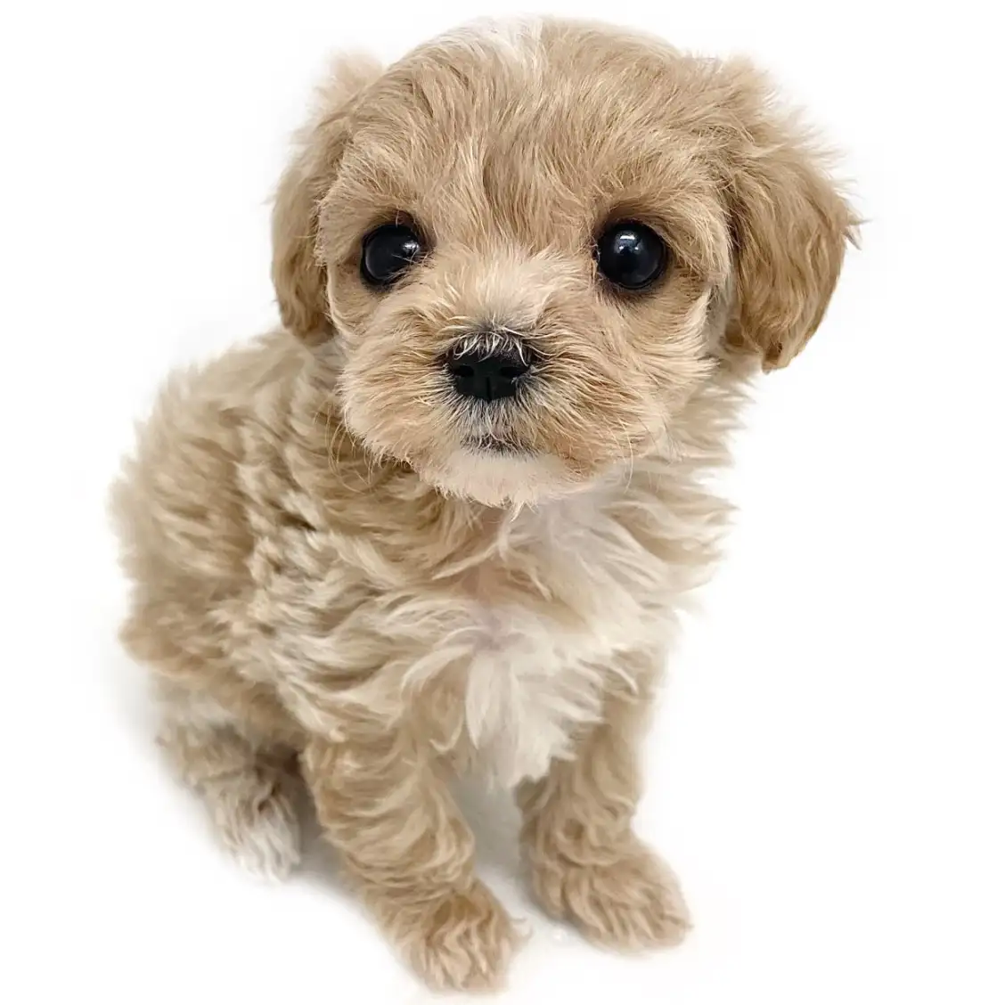 MIX（マルチーズ×トイプードル）