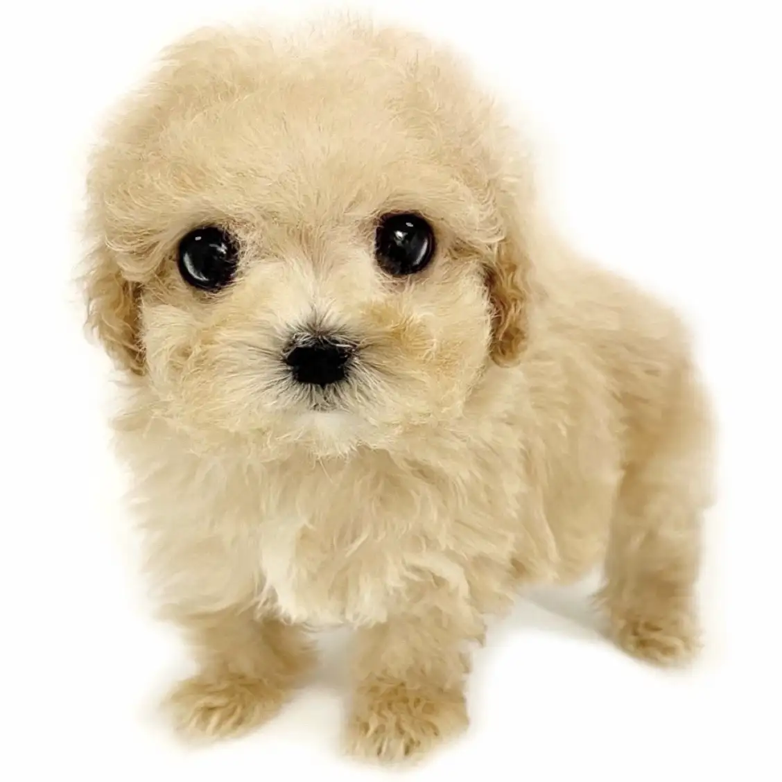 MIX（トイプードル×マルチーズ）