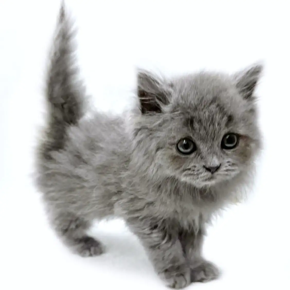 ブリティッシュロングヘア