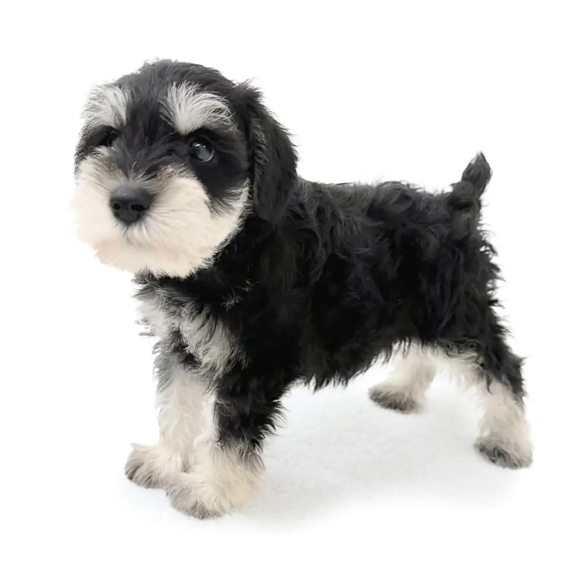 ミニチュア・シュナウザー