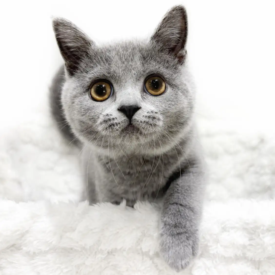 ブリティッシュショートヘア