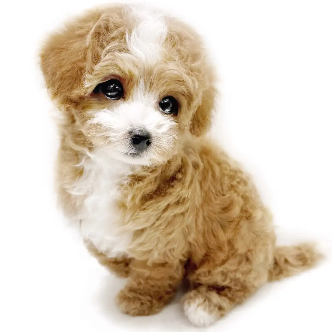 MIX(トイプードル×マルチーズ)