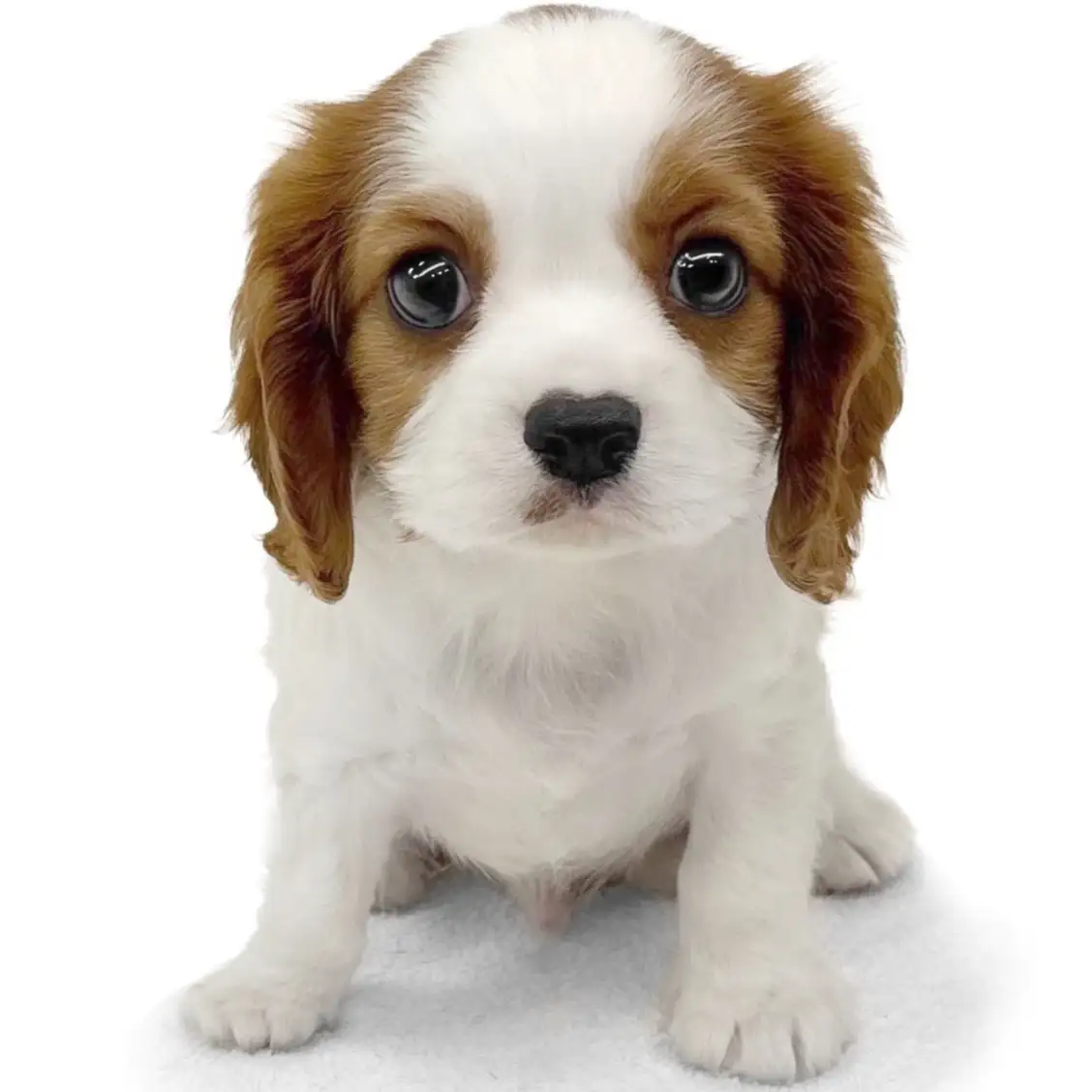 キャバリア・キングチャールズ・スパニエル