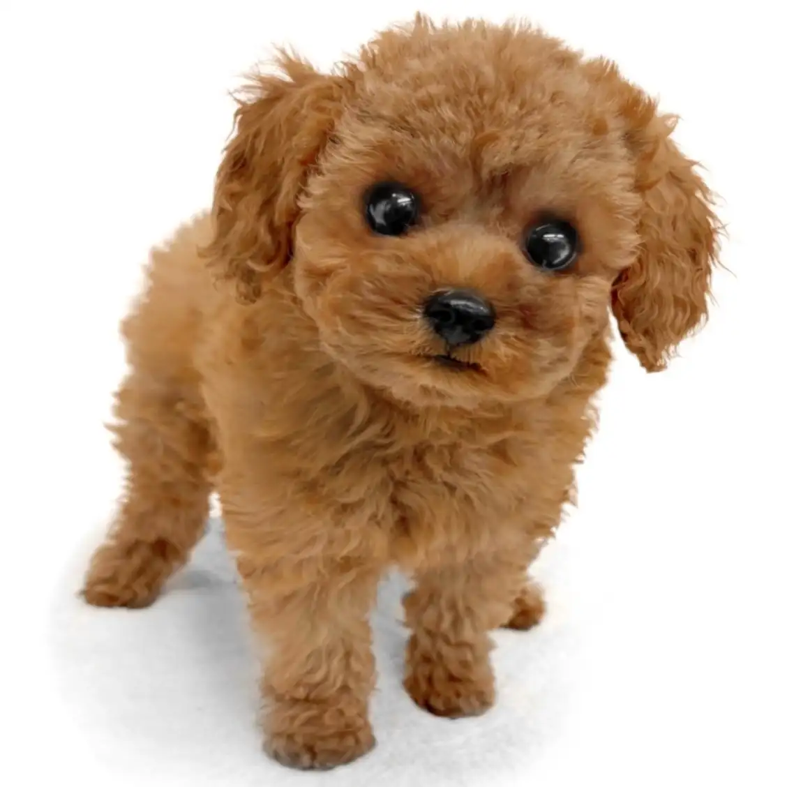 トイ・プードル