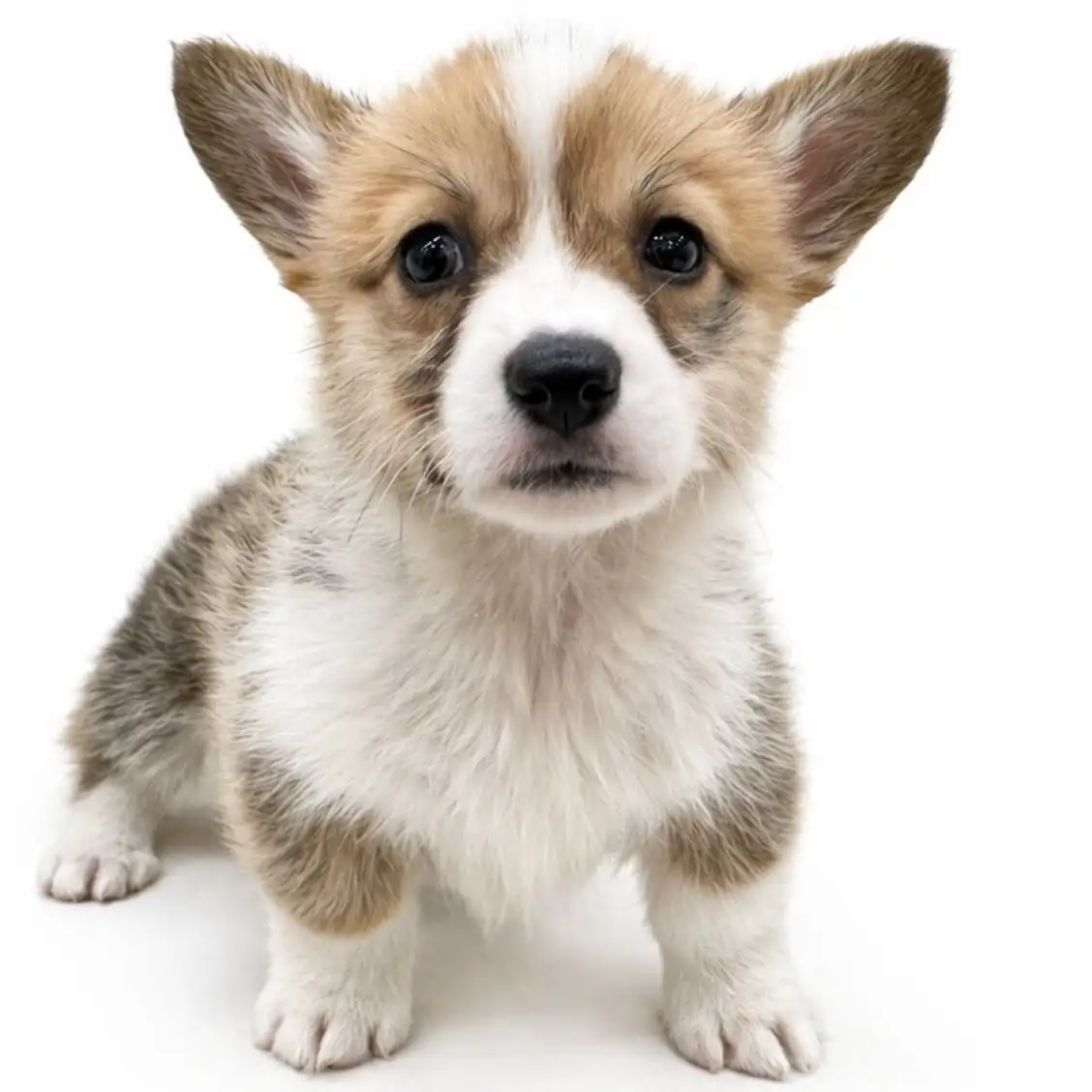 ウェルシュコーギーペンブローク