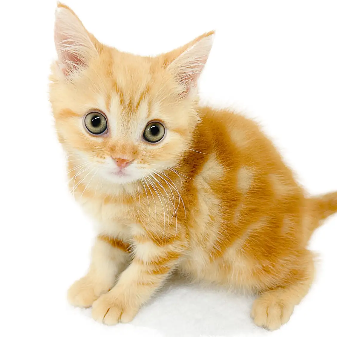 アメリカンショートヘア