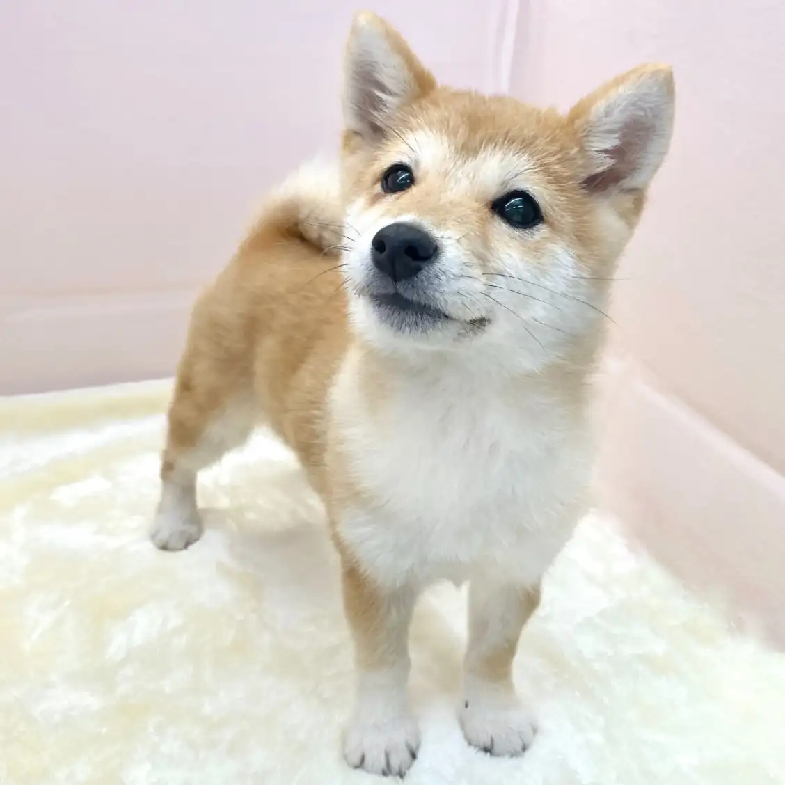 柴犬