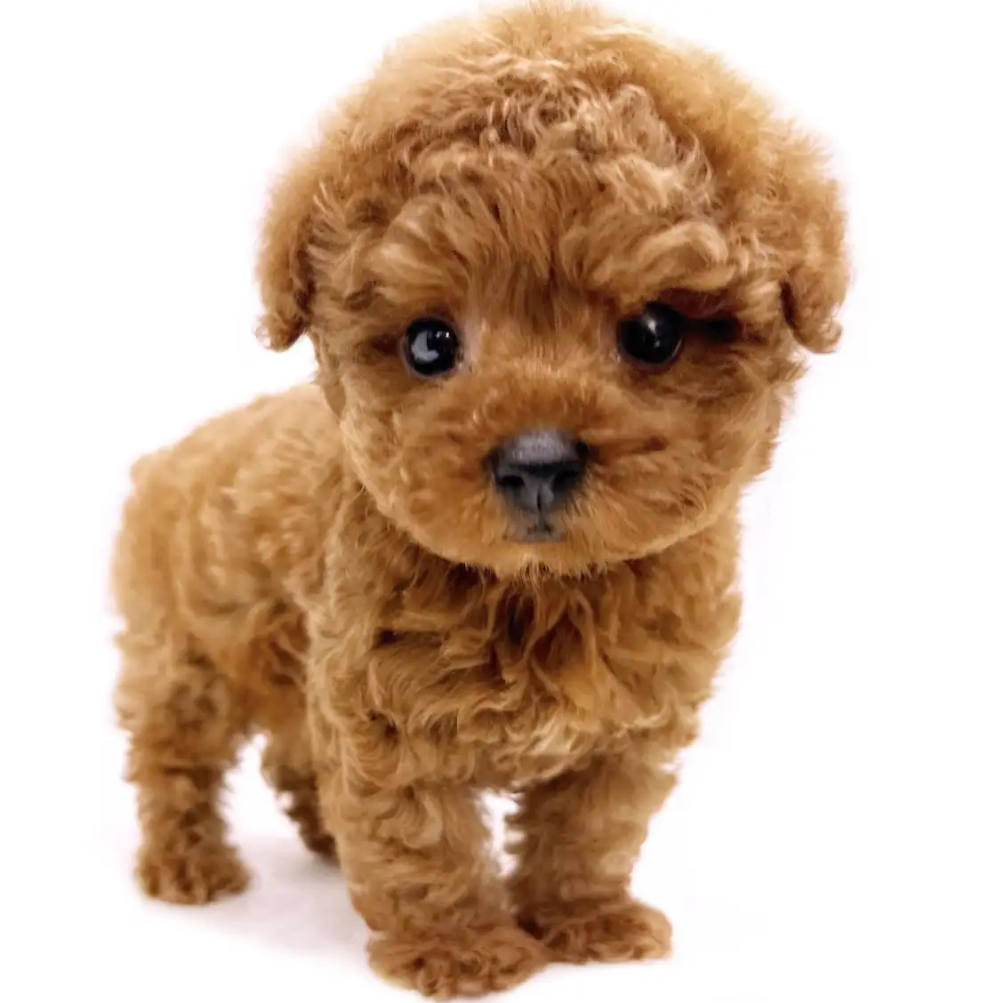 トイ・プードル