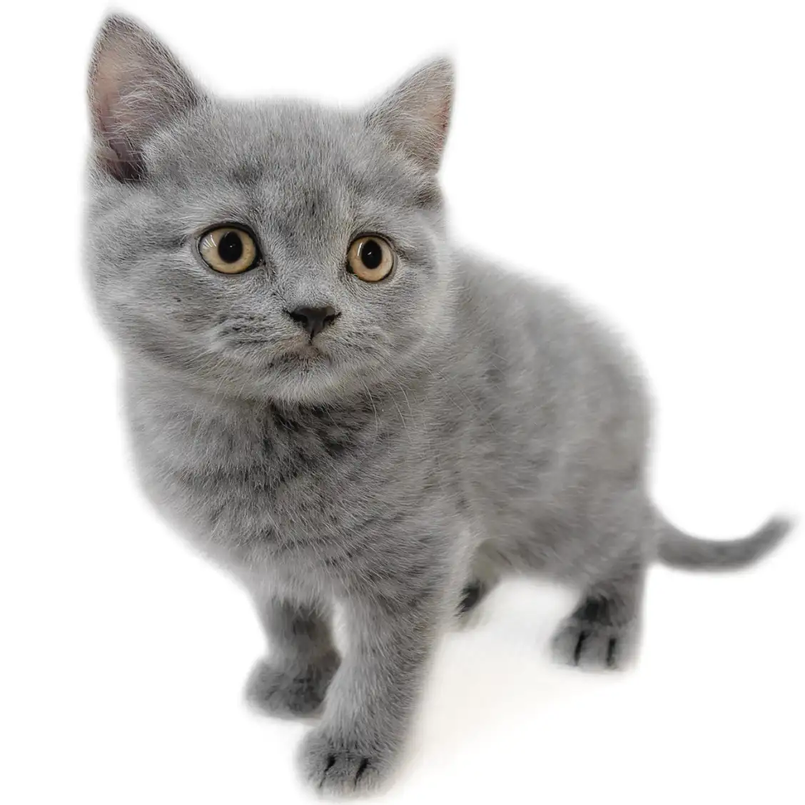 ブリティッシュショートヘア