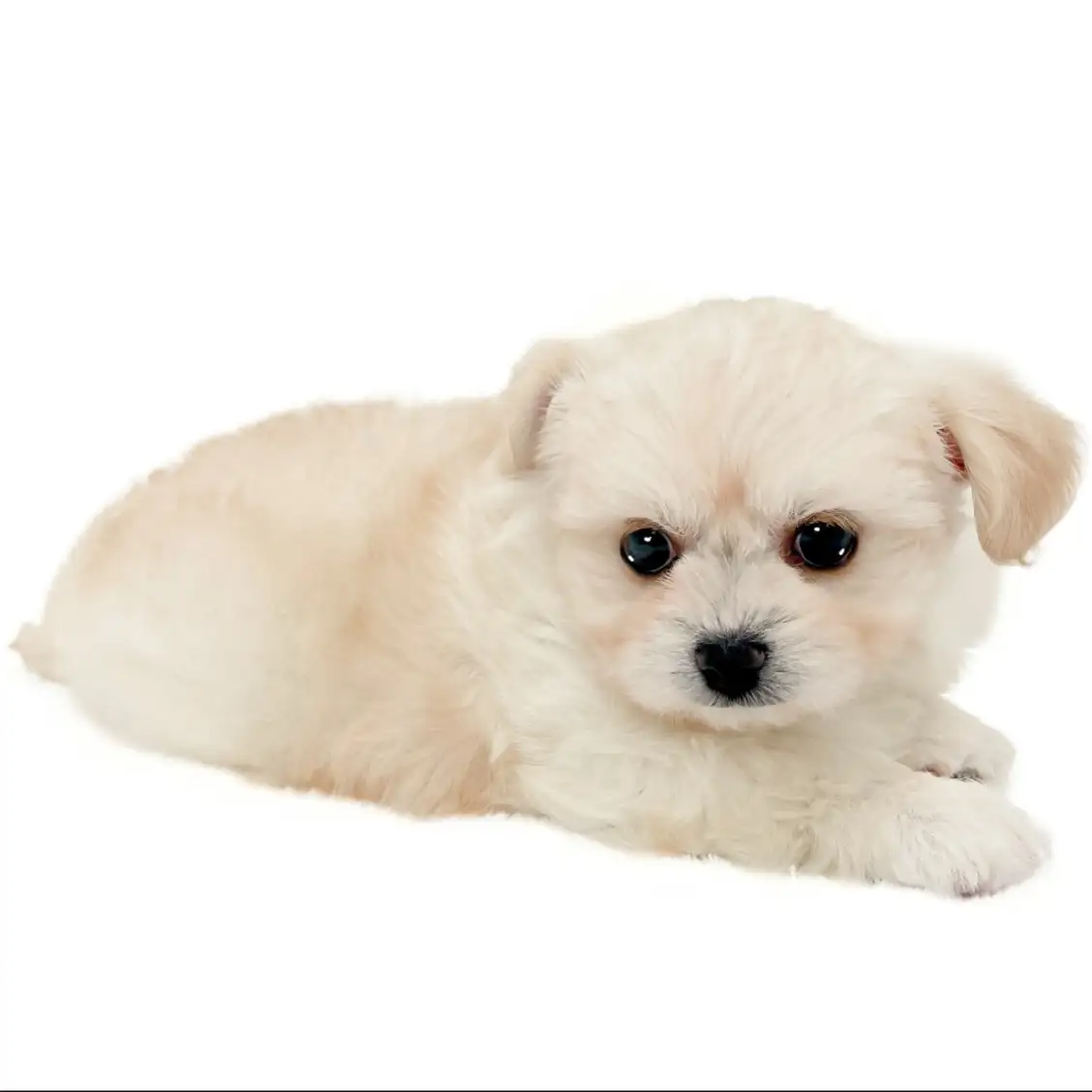 MIX（チワワ×ビションフリーゼ）