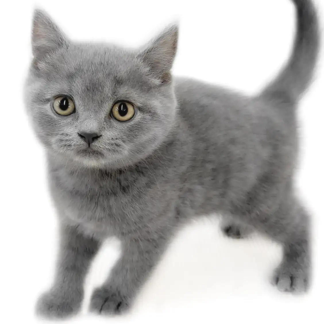 ブリティッシュショートヘア