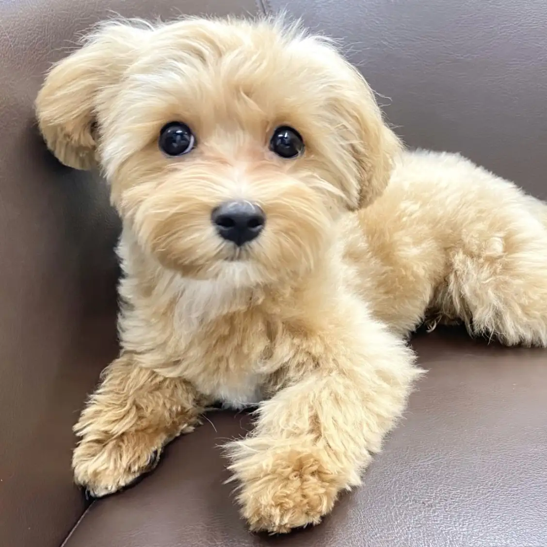 MIX(トイプードル×マルチーズ)