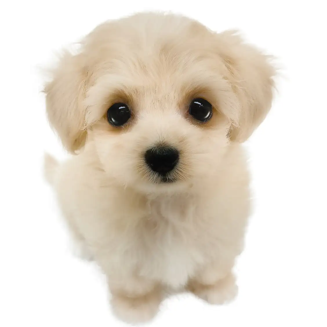 MIX(マルチーズ×トイプードル)