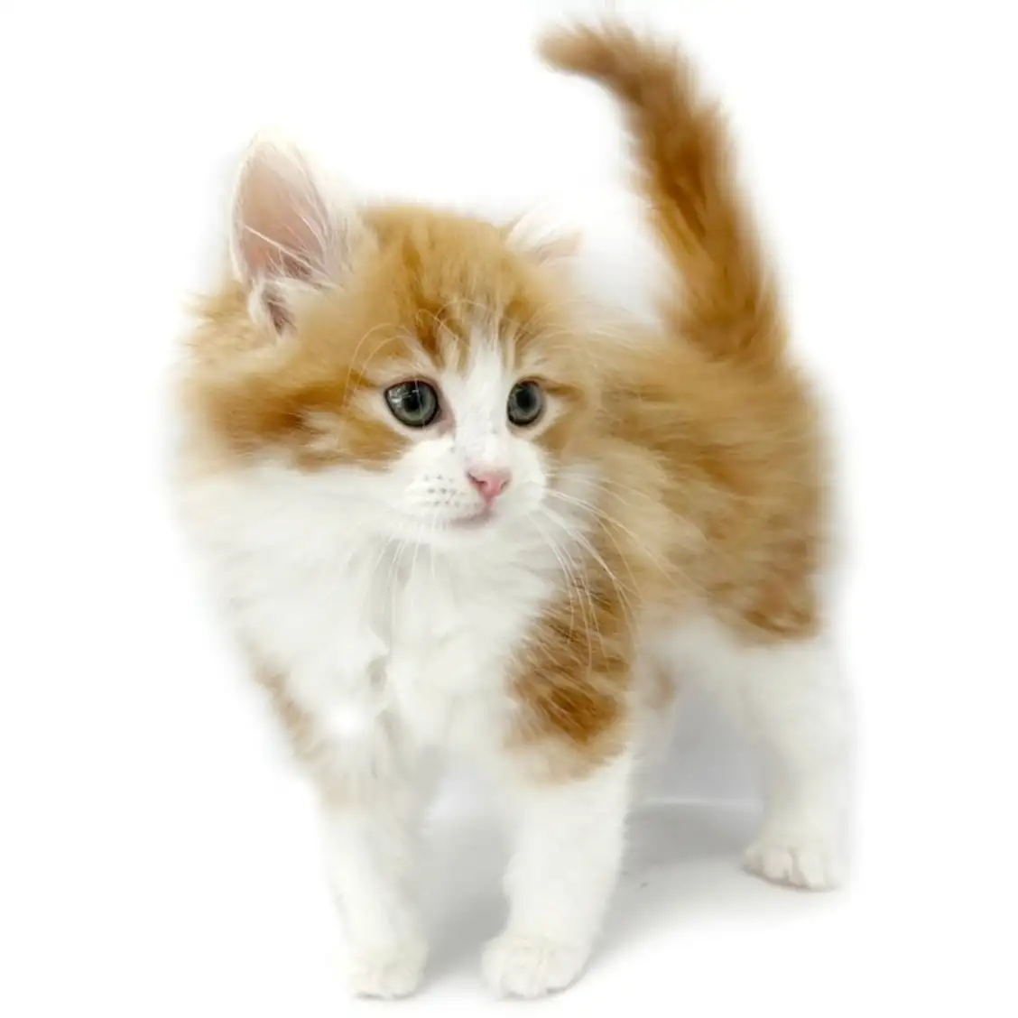 ノルウェージャンフォレストキャット