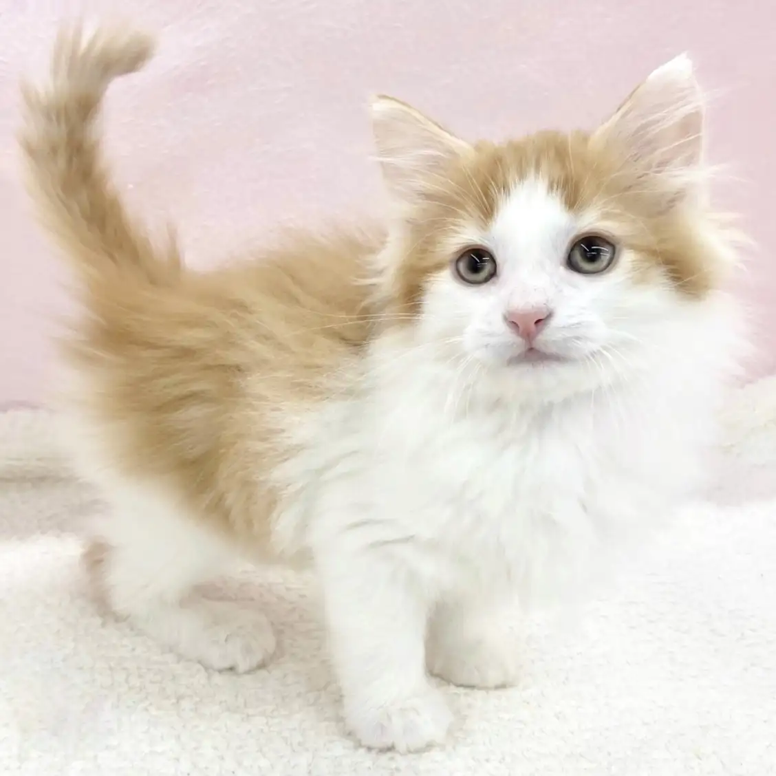 ノルウェージャンフォレストキャット