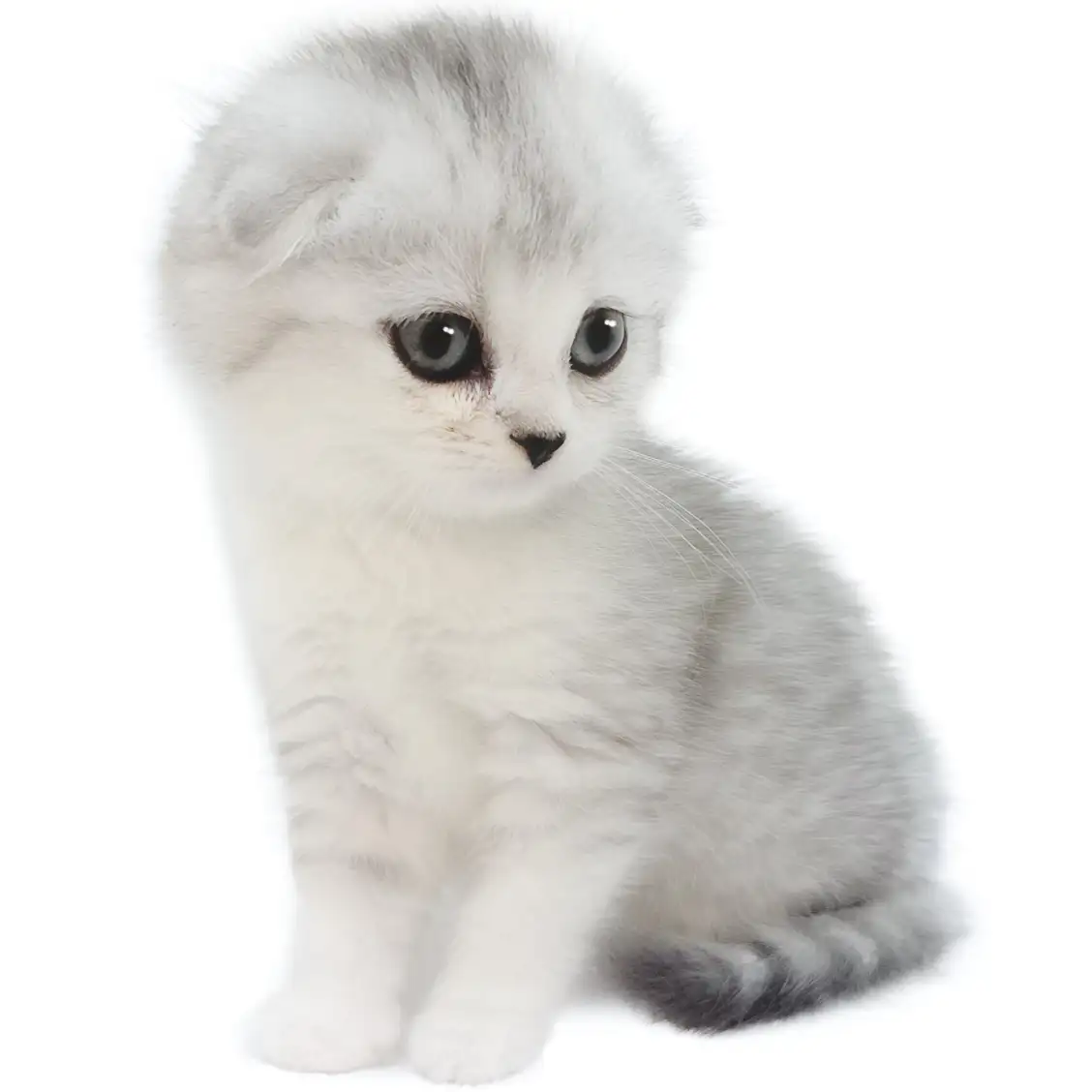 スコティッシュフォールド