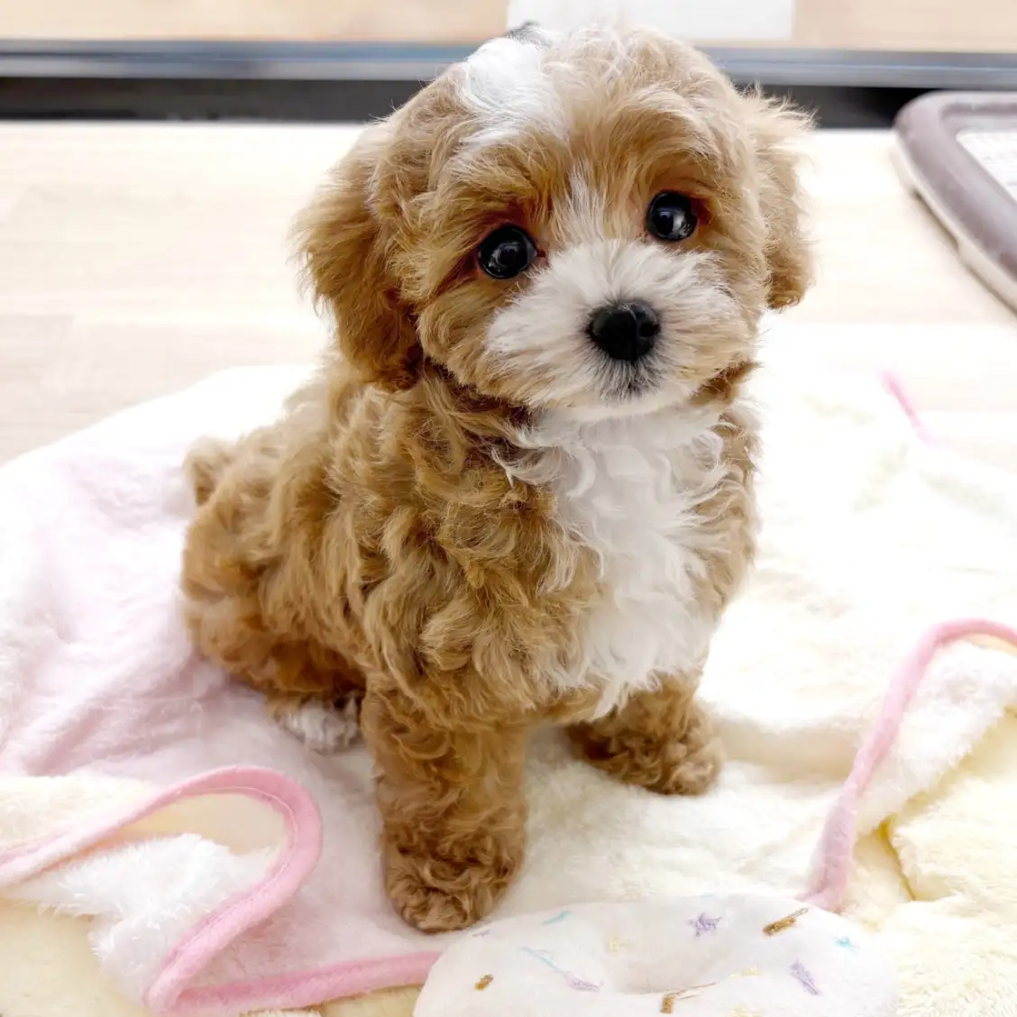 MIX(トイプードル×マルチーズ)