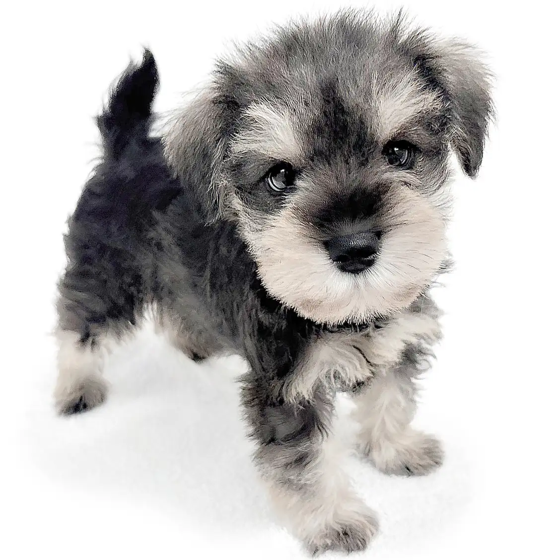 ミニチュア・シュナウザー