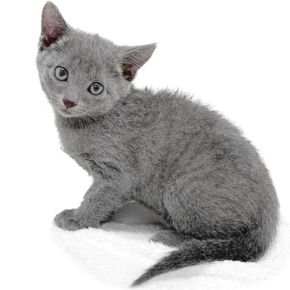 ロシアンブルー