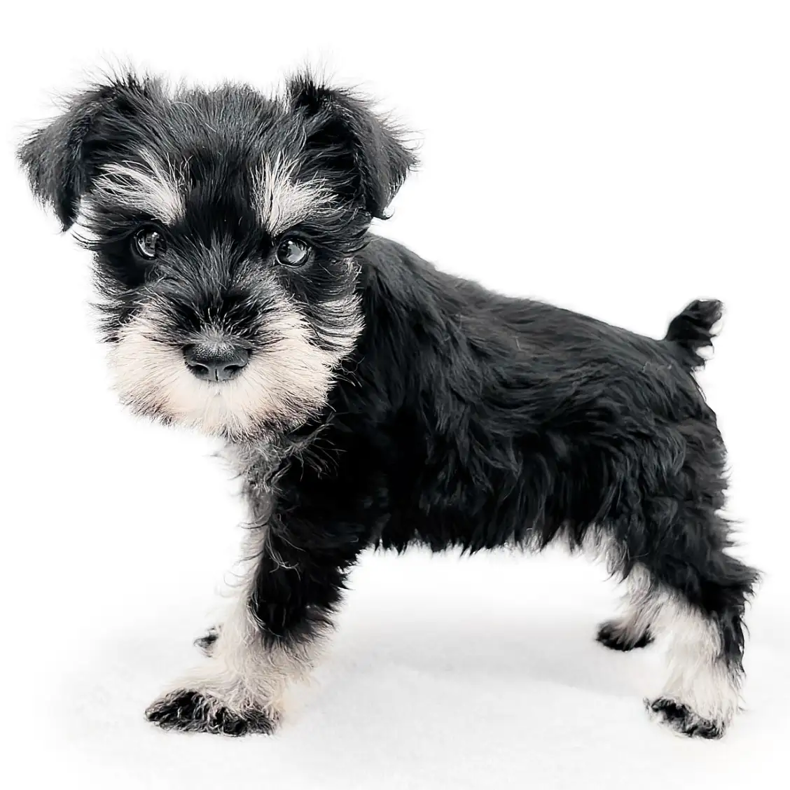 ミニチュア・シュナウザー