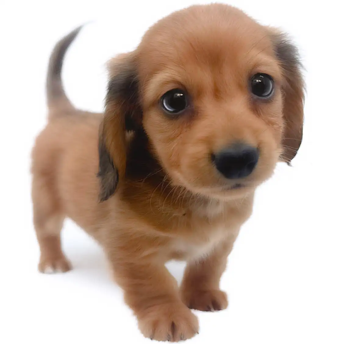 カニンヘン・ダックスフント