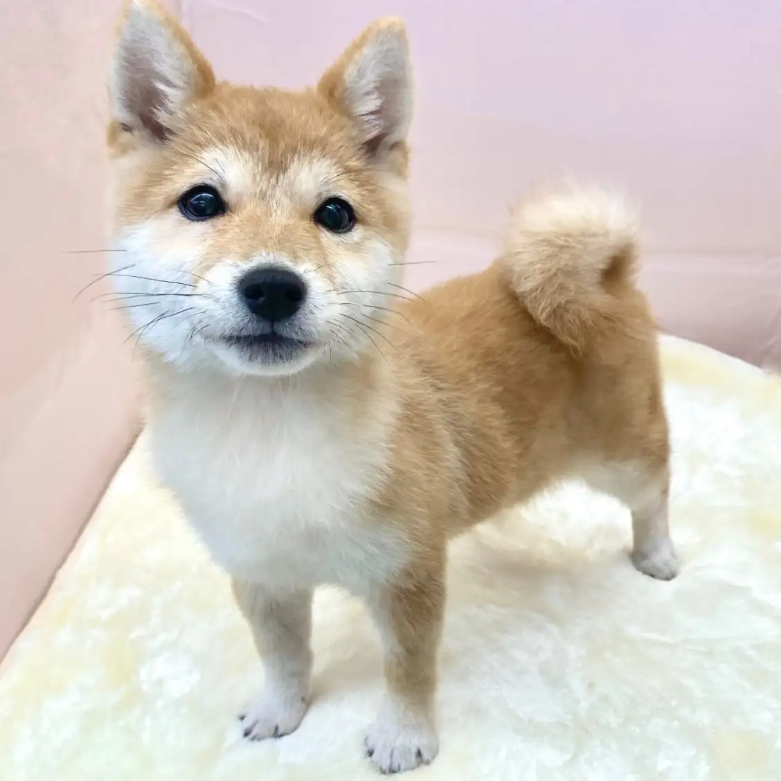 柴犬