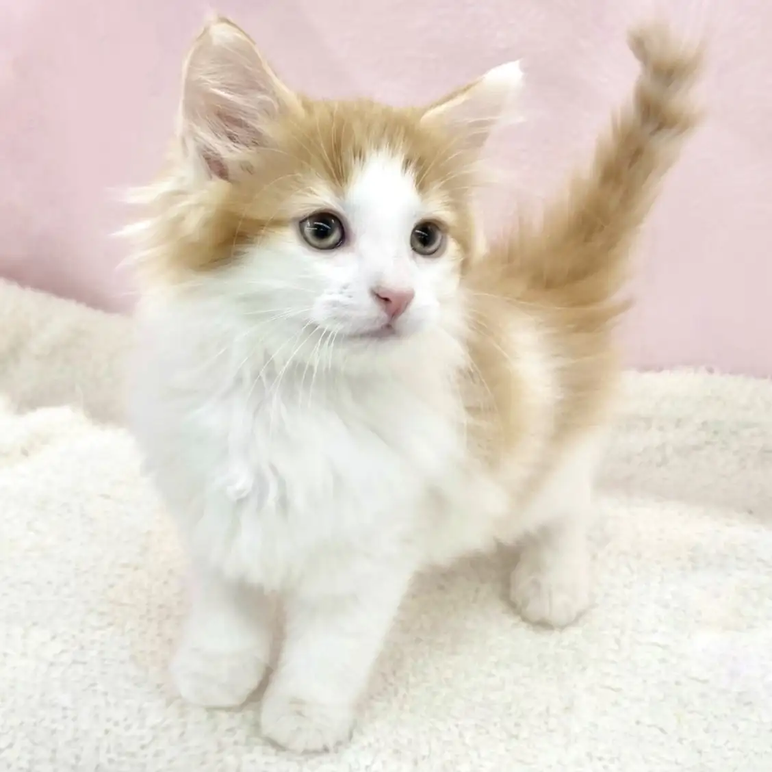 ノルウェージャンフォレストキャット