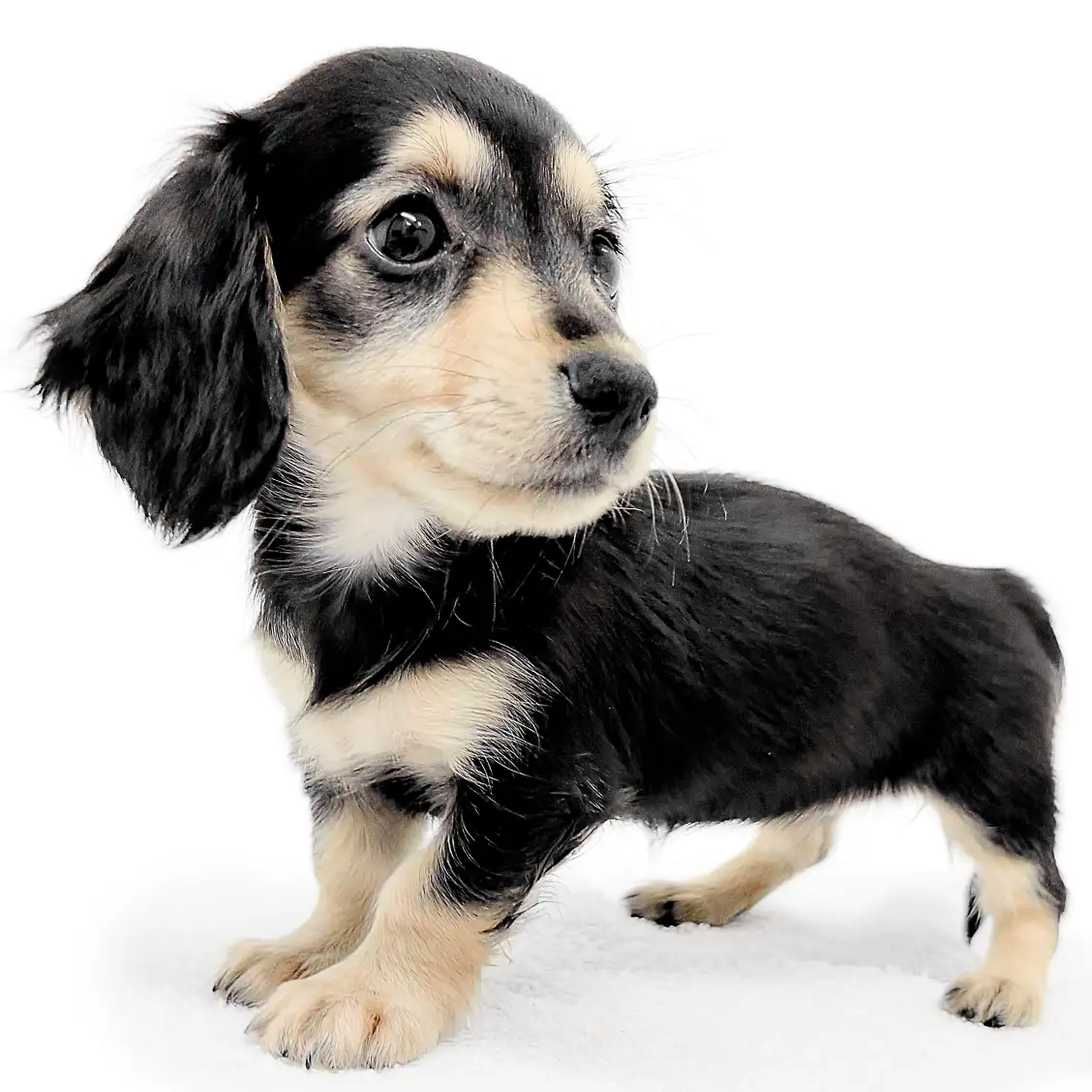 ミニチュア・ダックスフント