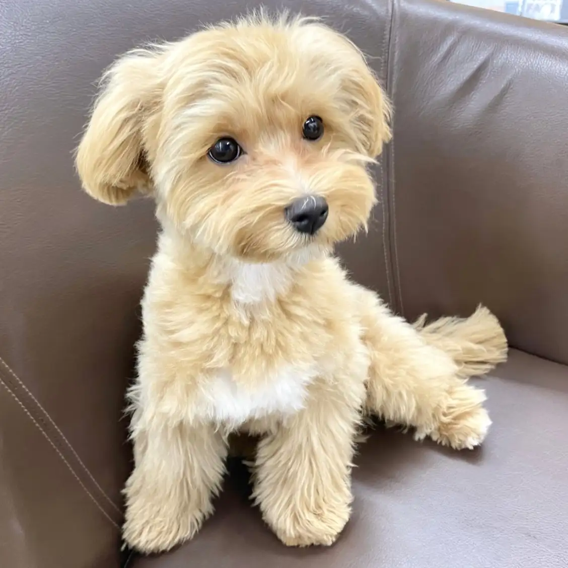 MIX(トイプードル×マルチーズ)