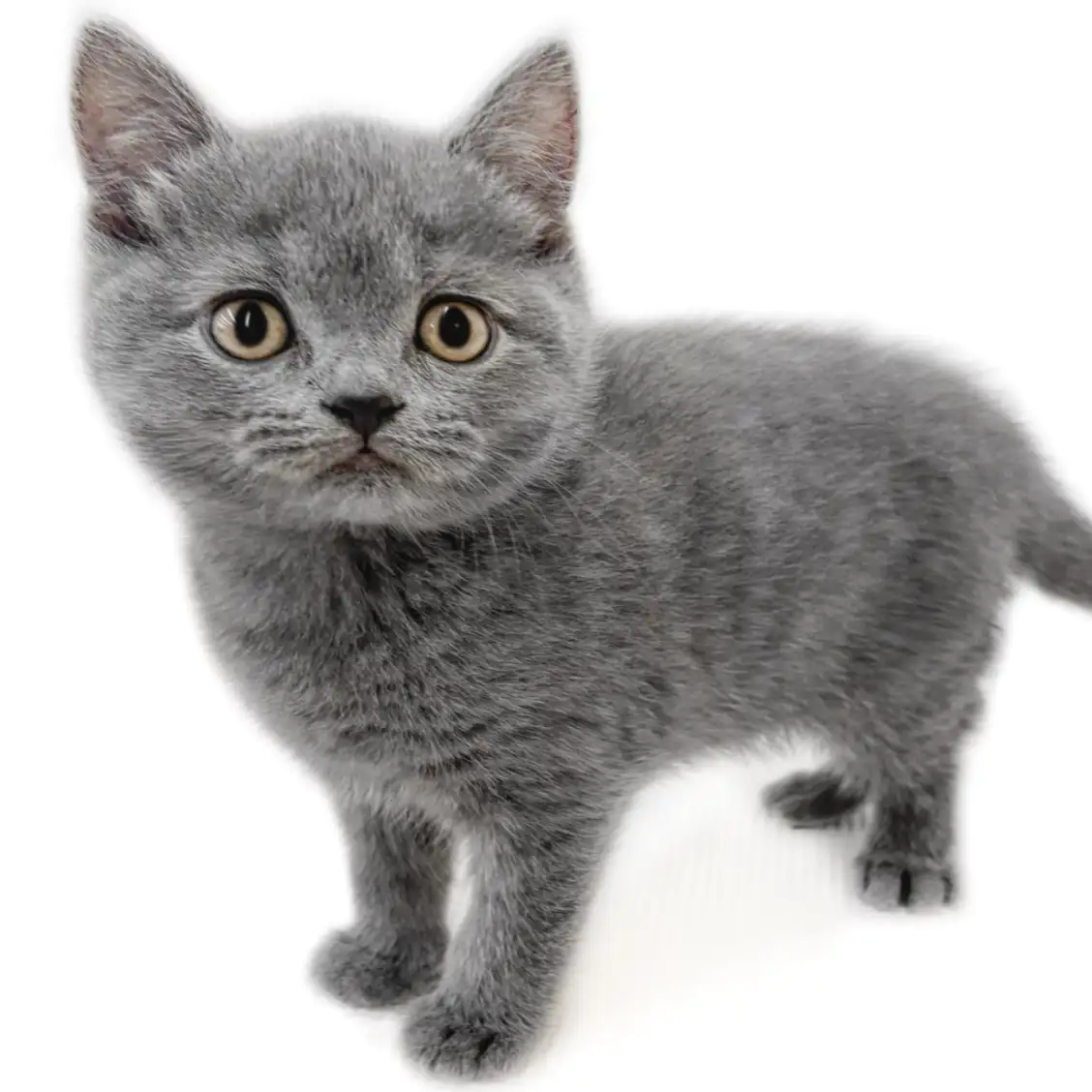 ブリティッシュショートヘア