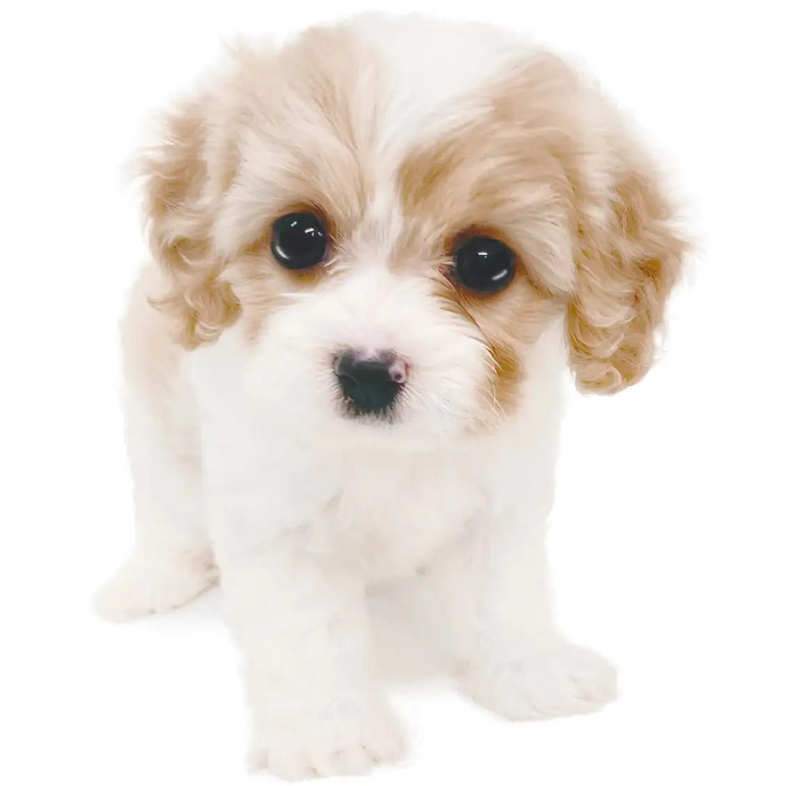 MIX（キャバリアキングチャールズスパニエル×ビションフリーゼ）