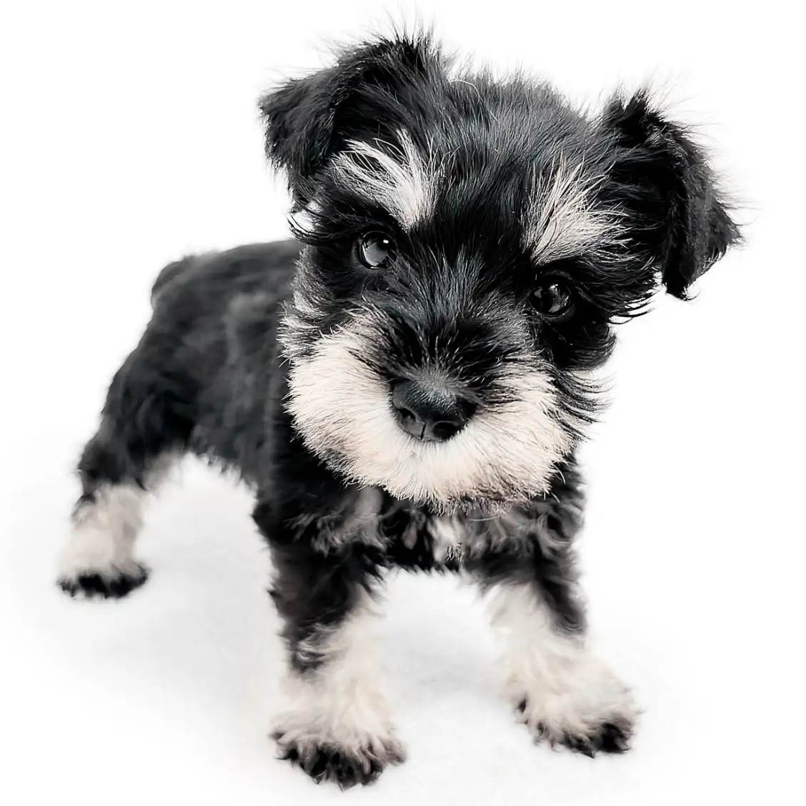 ミニチュア・シュナウザー