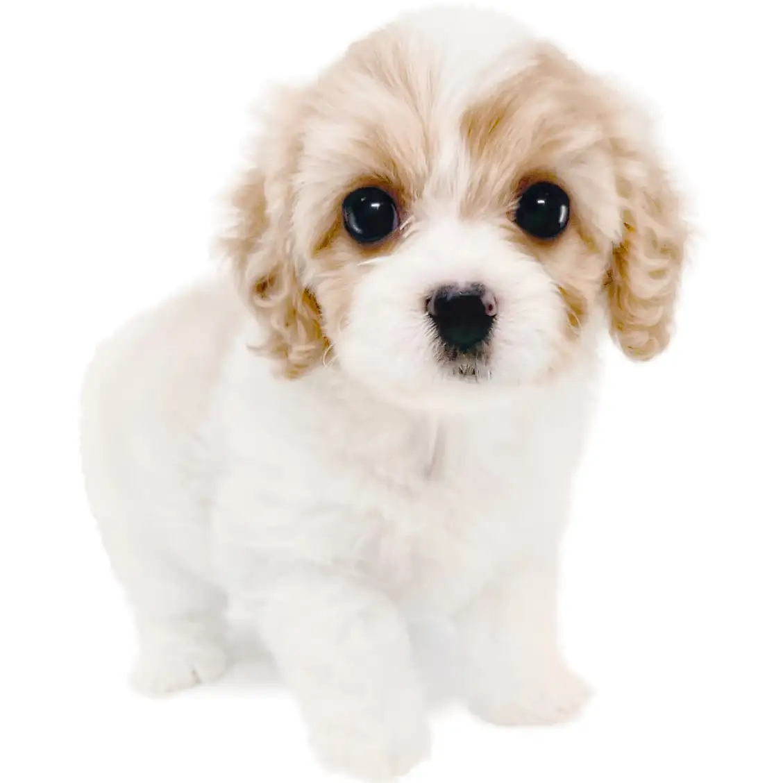 MIX（キャバリアキングチャールズスパニエル×ビションフリーゼ）