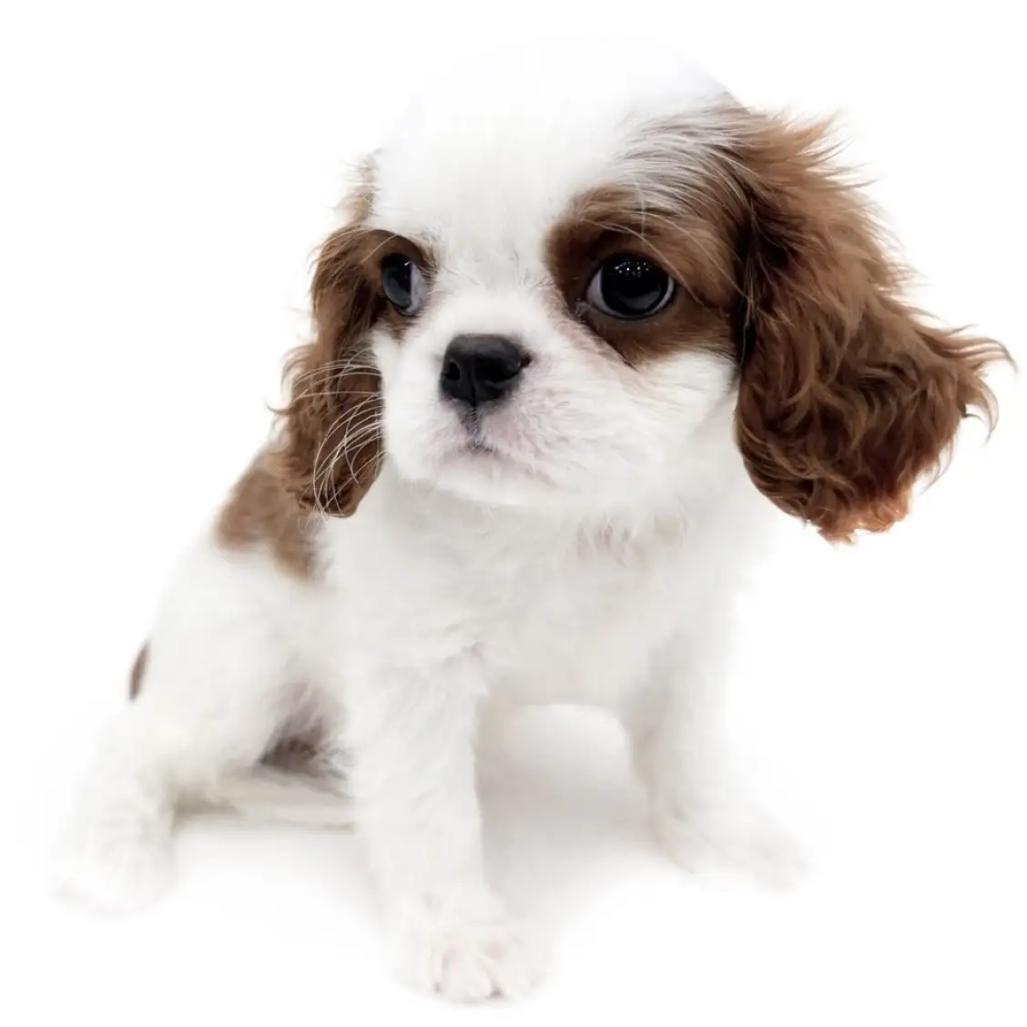 キャバリア・キングチャールズ・スパニエル