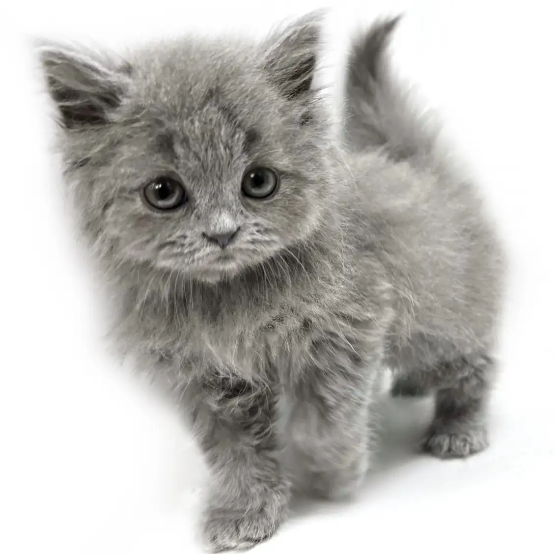 ブリティッシュロングヘア