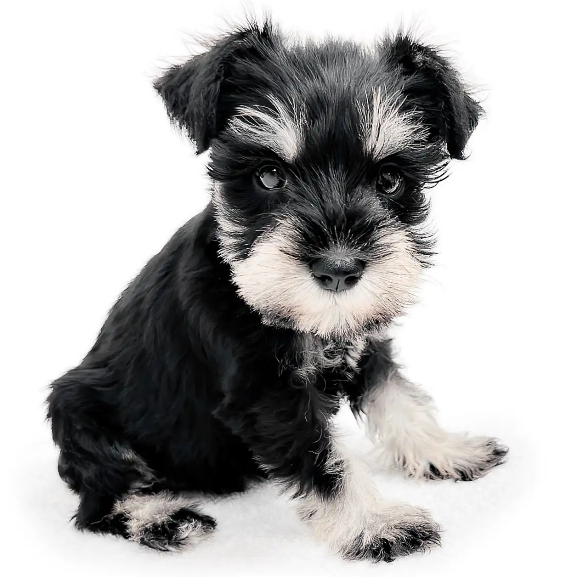 ミニチュア・シュナウザー