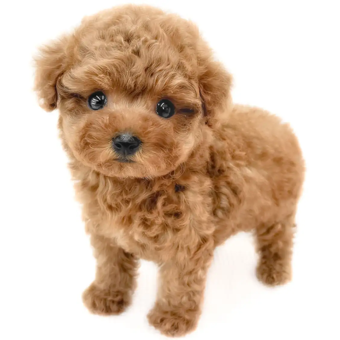 トイ・プードル