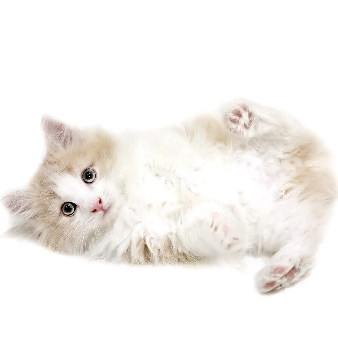 ノルウェージャンフォレストキャット