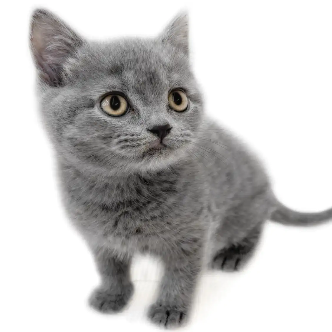 ブリティッシュショートヘア