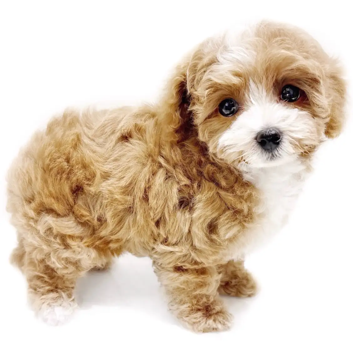 MIX(トイプードル×マルチーズ)