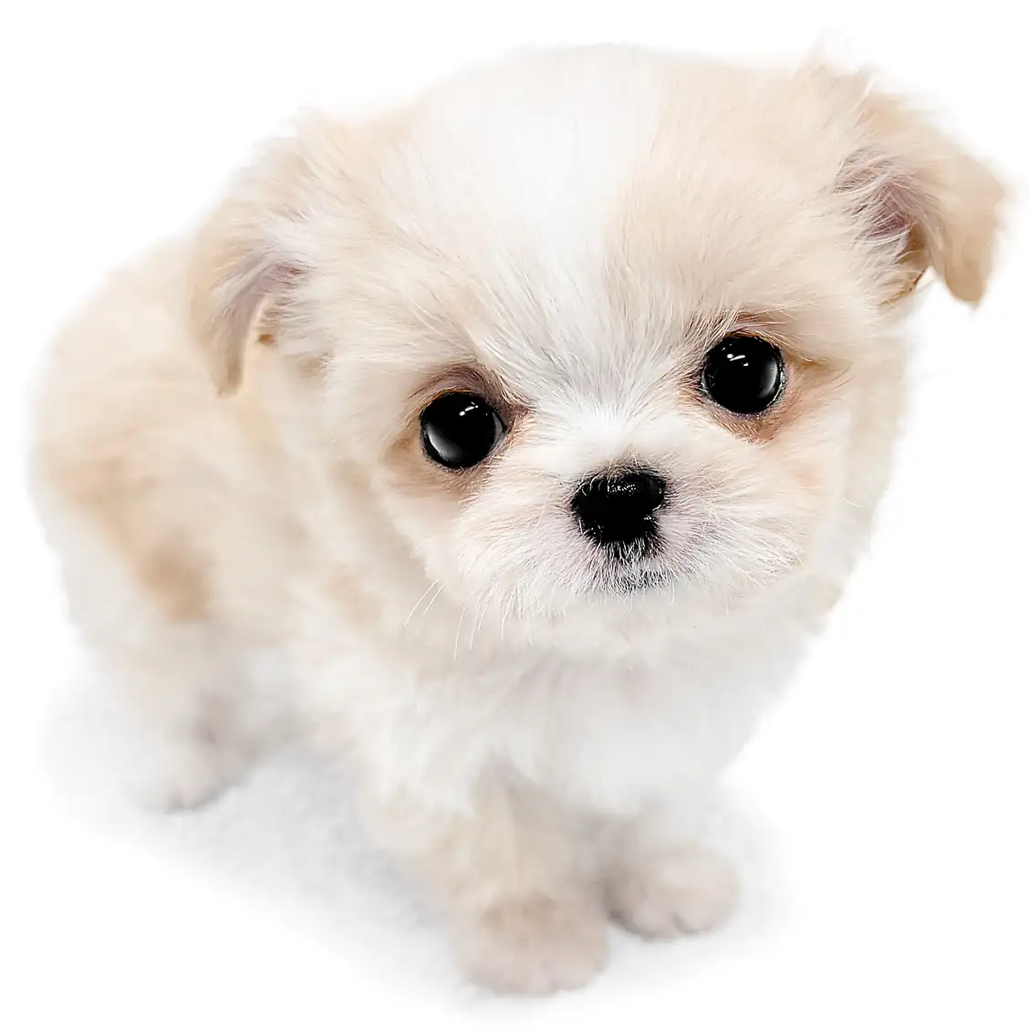 MIX（マルチーズ×チワワ）