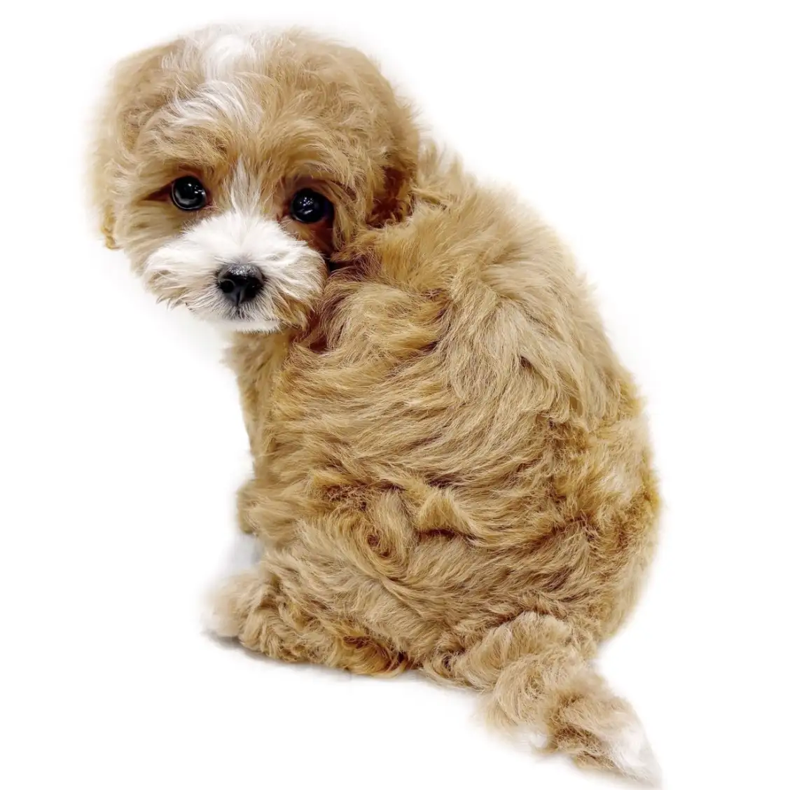 MIX(トイプードル×マルチーズ)