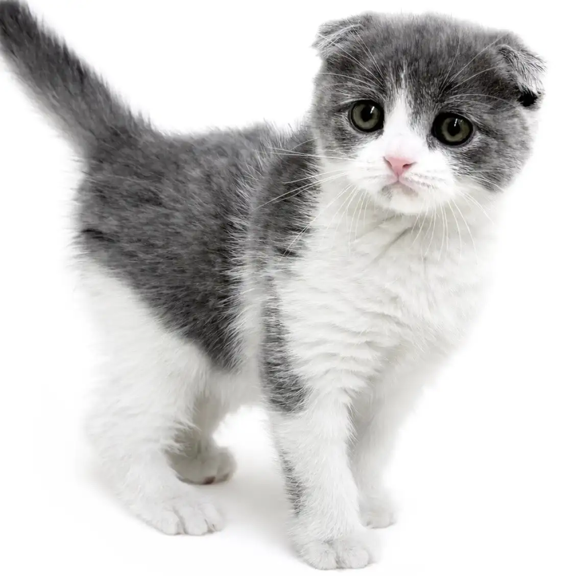 スコティッシュフォールド