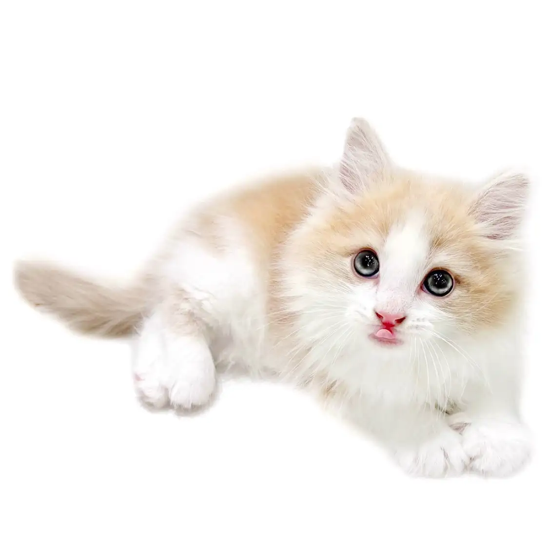 ノルウェージャンフォレストキャット