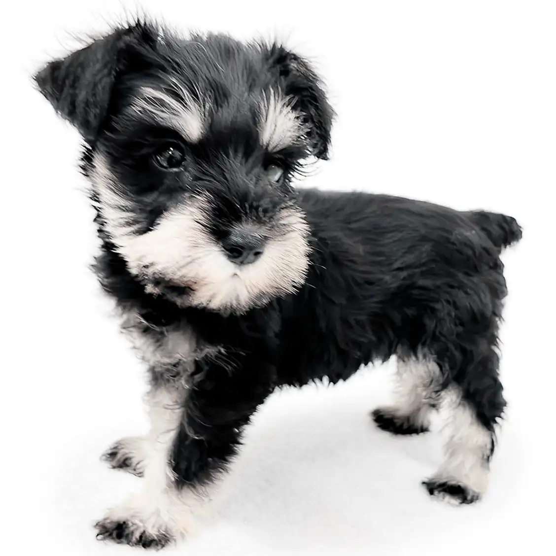 ミニチュア・シュナウザー