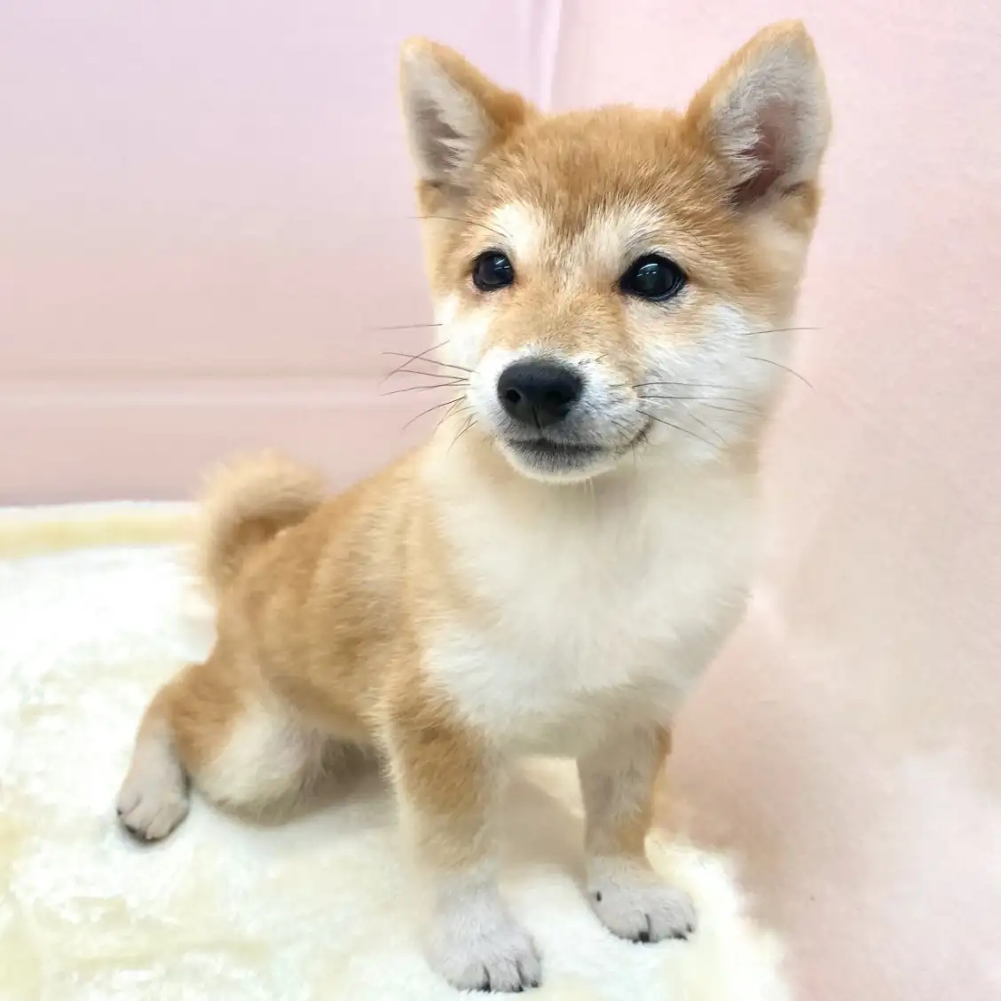 柴犬